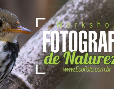 Dezembro: Workshop de Fotografia de Natureza!